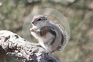 Harris` antelope squirrel Ammospermophilus harrisii