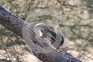 Harris` antelope squirrel Ammospermophilus harrisii