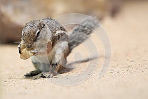 Harris antelope squirrel