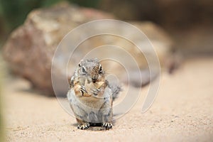 Harris antelope squirrel