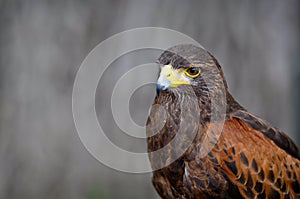 Harris Brown Hawk