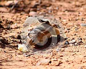 Harris Ground Squirrel photo