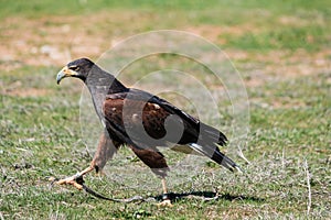 Harris haw walking on the grass.