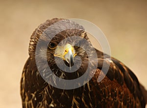 Harris Hawk