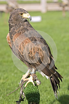 Harris hawk