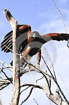Harris Hawk