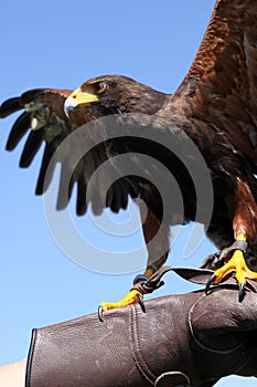 Harris Hawk