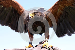 Harris Hawk