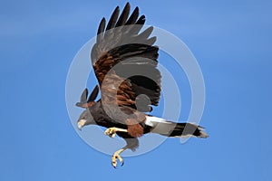 Harris Hawk