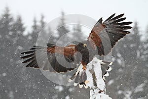 Harris Hawk