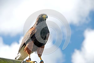 Harris Hawk