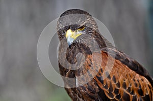 Harris Hawk