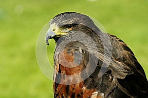 Harris Hawk