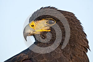 Harris Hawk