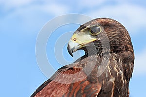 Harris Hawk