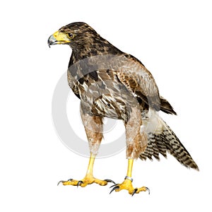 Harris Hawk