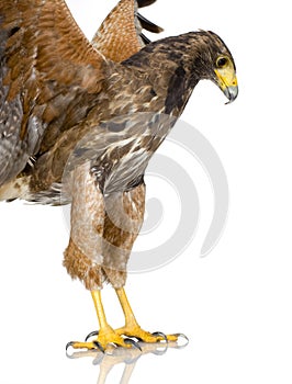 Harris Hawk