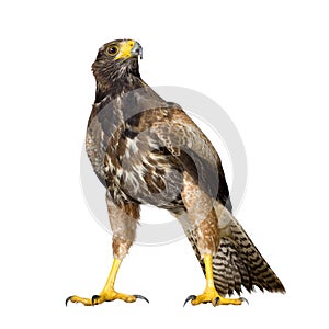 Harris Hawk