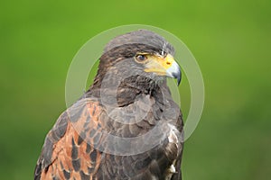 Harris hawk