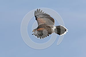 Harris Hawk