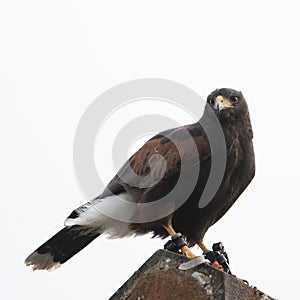 Harris hawk