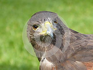 Harris Hawk