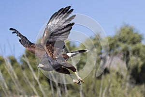 Harris Hawk