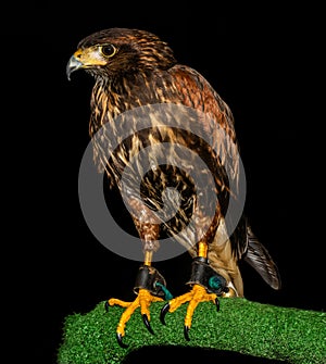 A Harris hawk against a black background, photographed in South Africa.