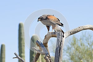 Harris hawk on alert