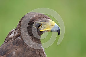 harris hawk also called Buzzard is a rapacious bird with hooked