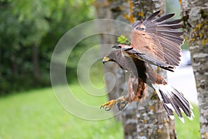 harris hawk also called Buzzard is a rapacious bird with hooked