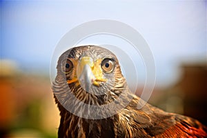 Harris Hawk Bird