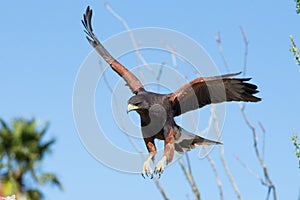 Harris Hawk descending on prey