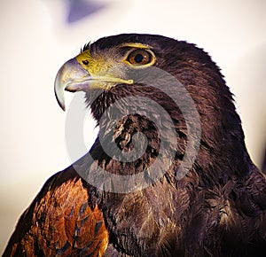 Harris Hawk in the Desert in Tucson Arizona