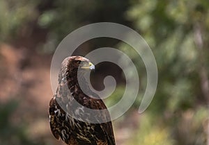 Harris hawk, eagle close-up brown eyes, yellow beak, speckled feathers