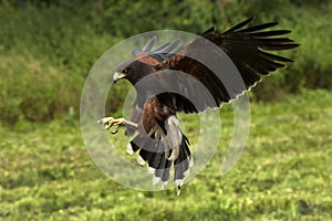 Harris Hawk - Ecuador - South America