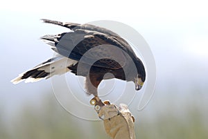 Harris Hawk with Falconer 2