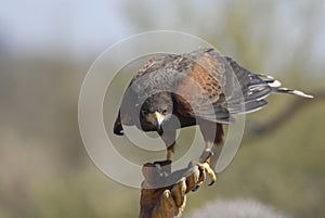 Harris Hawk with Falconer 3