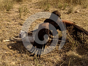 Harris' Hawk Fighting Prey