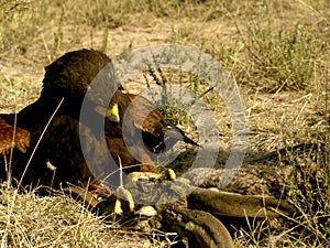 Harris' Hawk Fighting Prey