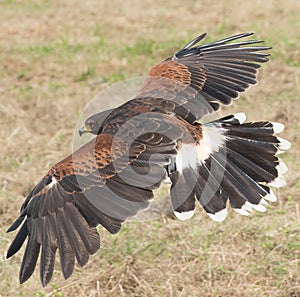 Harris Hawk 2
