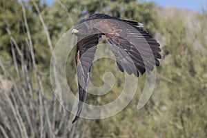 Harris Hawk