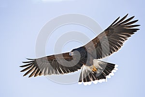 Harris Hawk