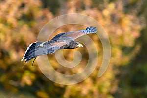 Harris Hawk in flight