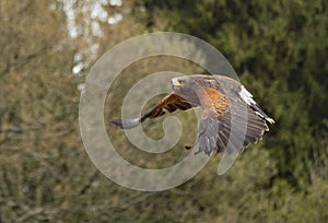 Harris hawk in flight