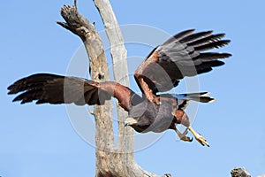 Harris Hawk flying in desert