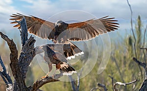 Harris Hawk flying. Isolated hawk against blue sky