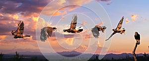 Harris Hawk flying. Isolated hawk against blue sky