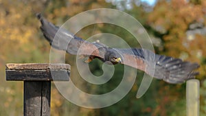 Harris Hawk flying from a perch
