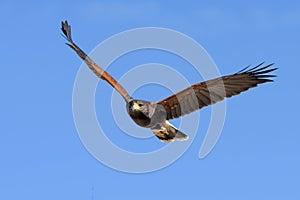 Harris Hawk in flight